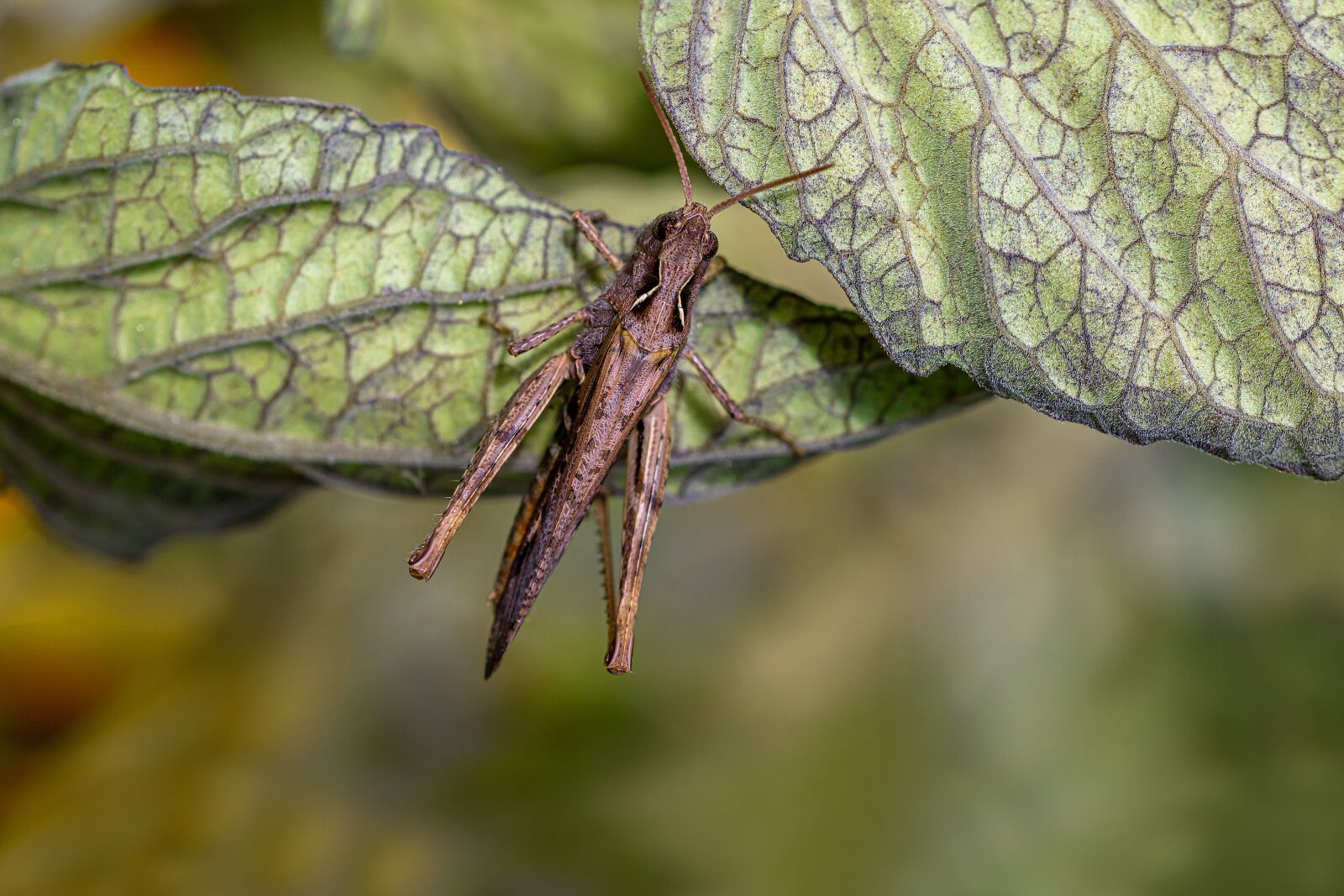 Canon EOS 750D (EOS Rebel T6i / EOS Kiss X8i) sample photo. Steppe grasshopper, as, caelifera photography