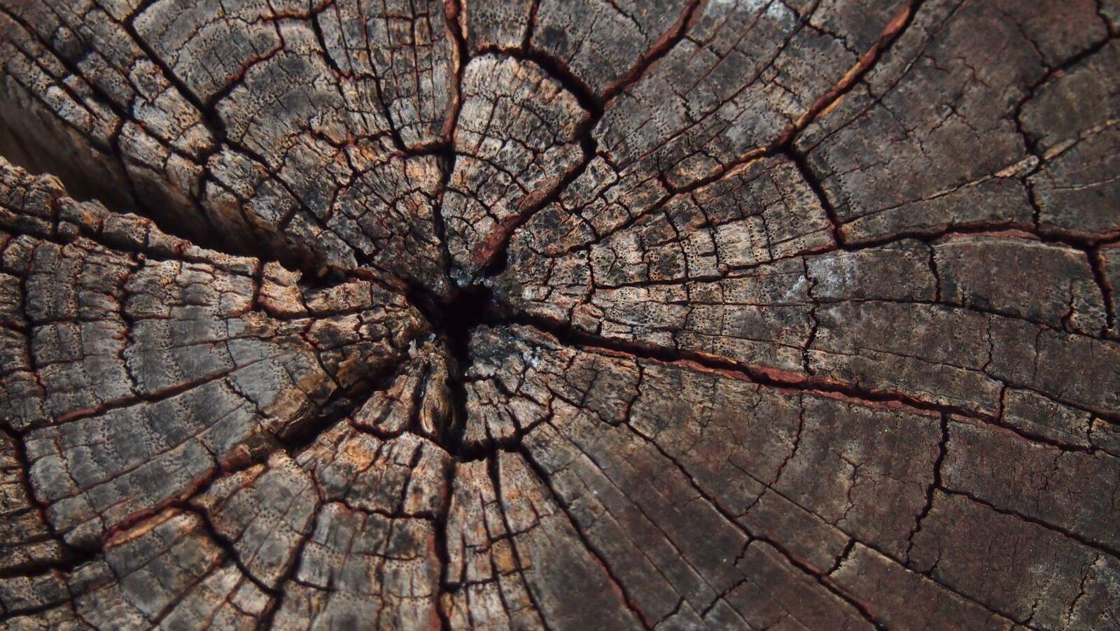 Olympus PEN E-PL3 sample photo. Tree, slice, texture photography