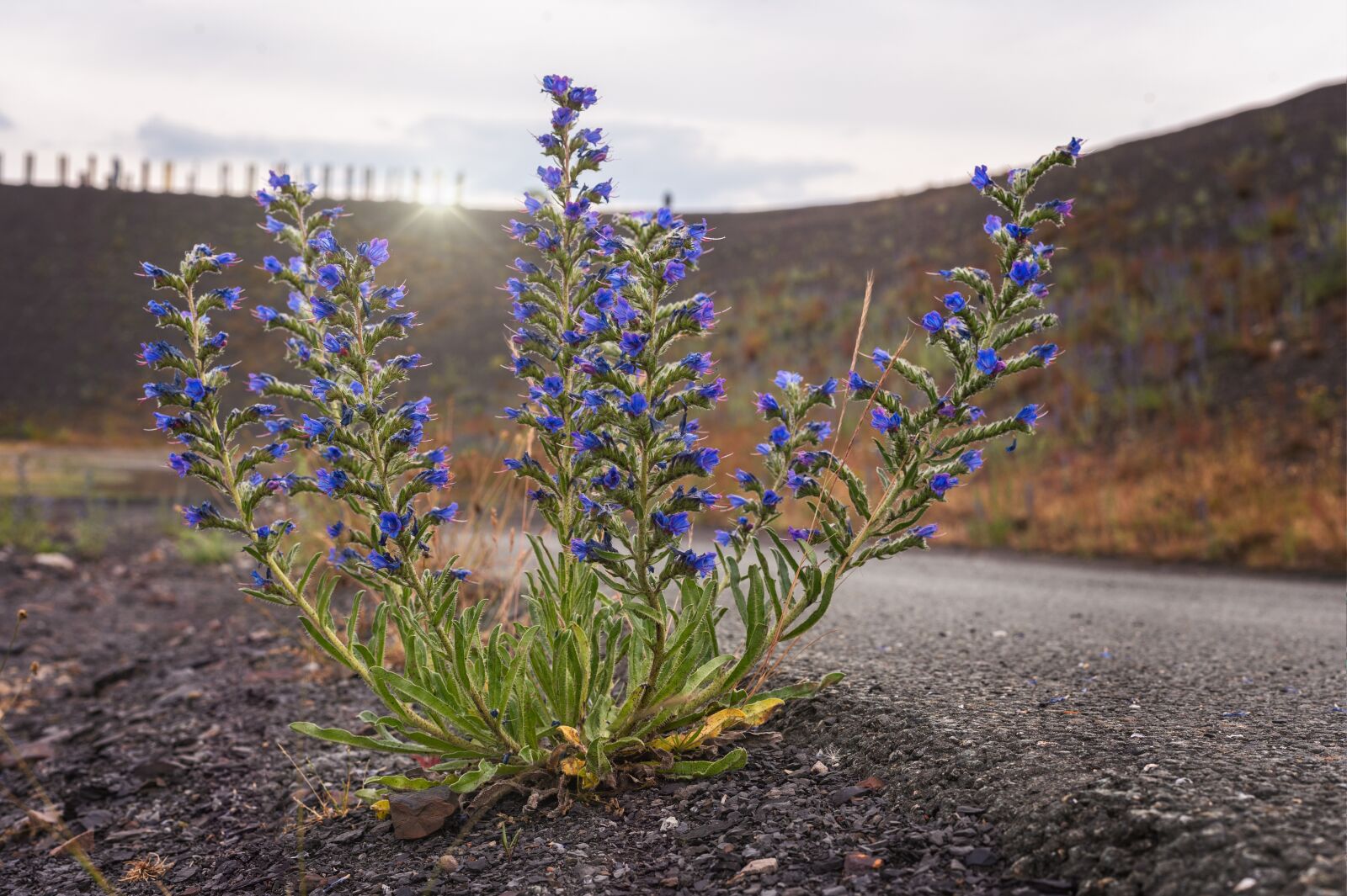 Nikon Z6 sample photo. Plant, asphalt, backlighting photography