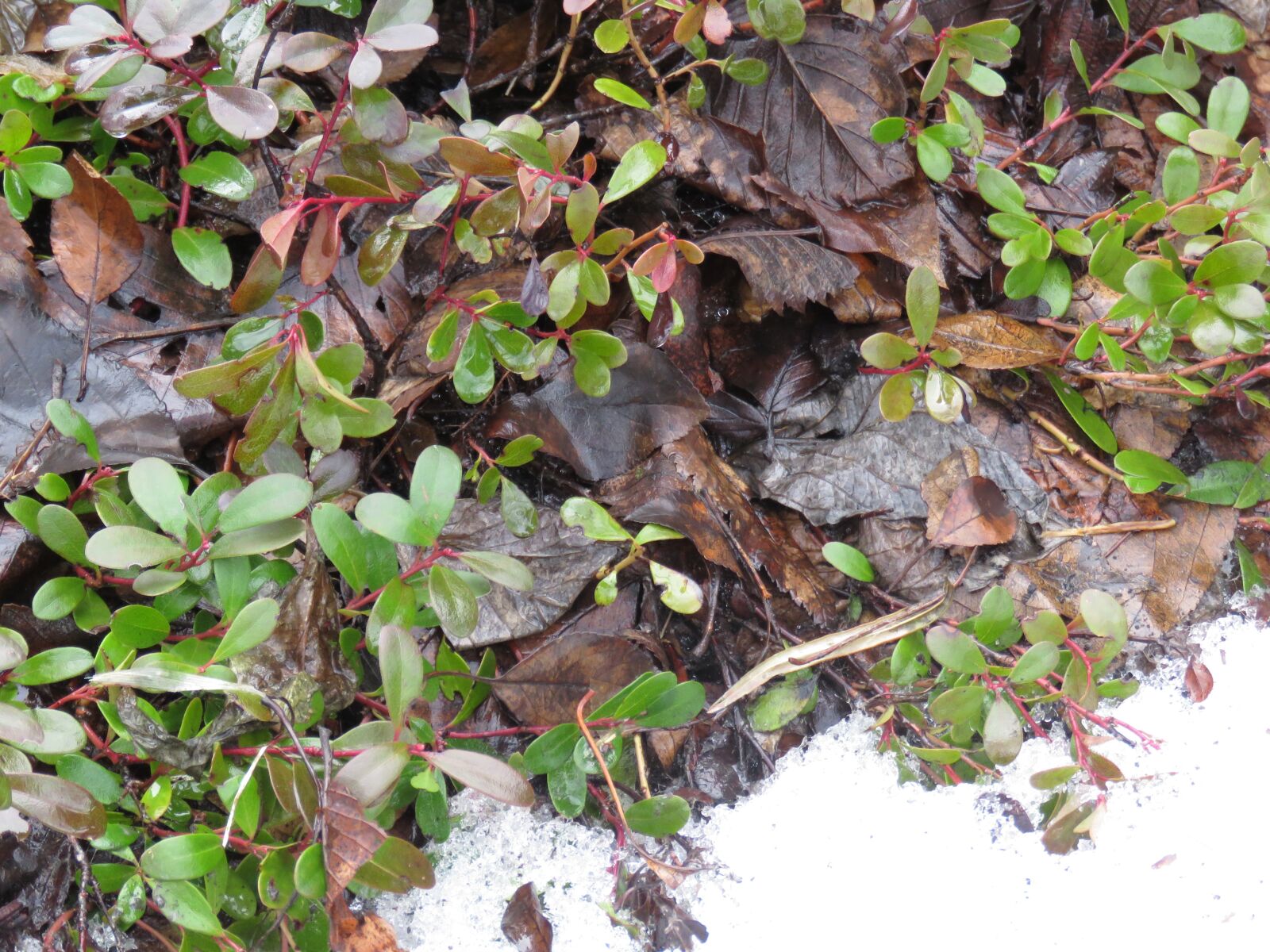 Canon PowerShot SX60 HS sample photo. Bearberry, arctostaphylos uva-ursi, native photography