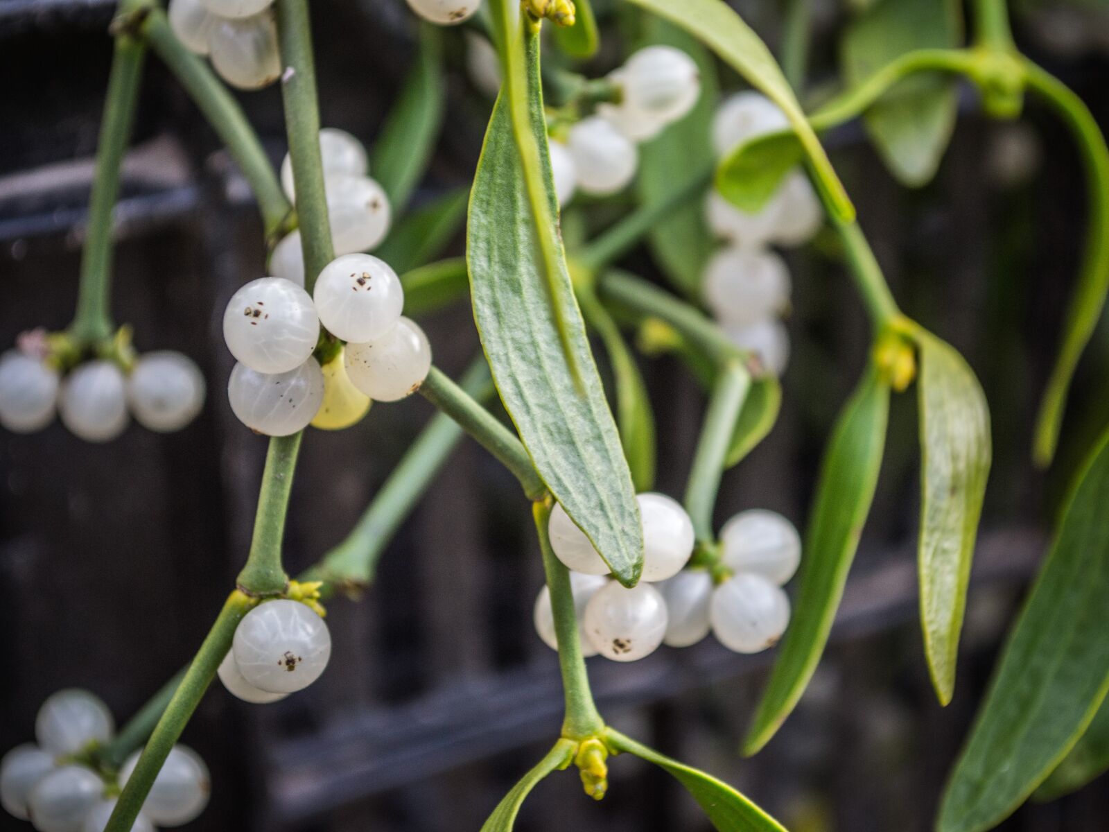 Nikon D3100 sample photo. Mistletoe, tree, green photography