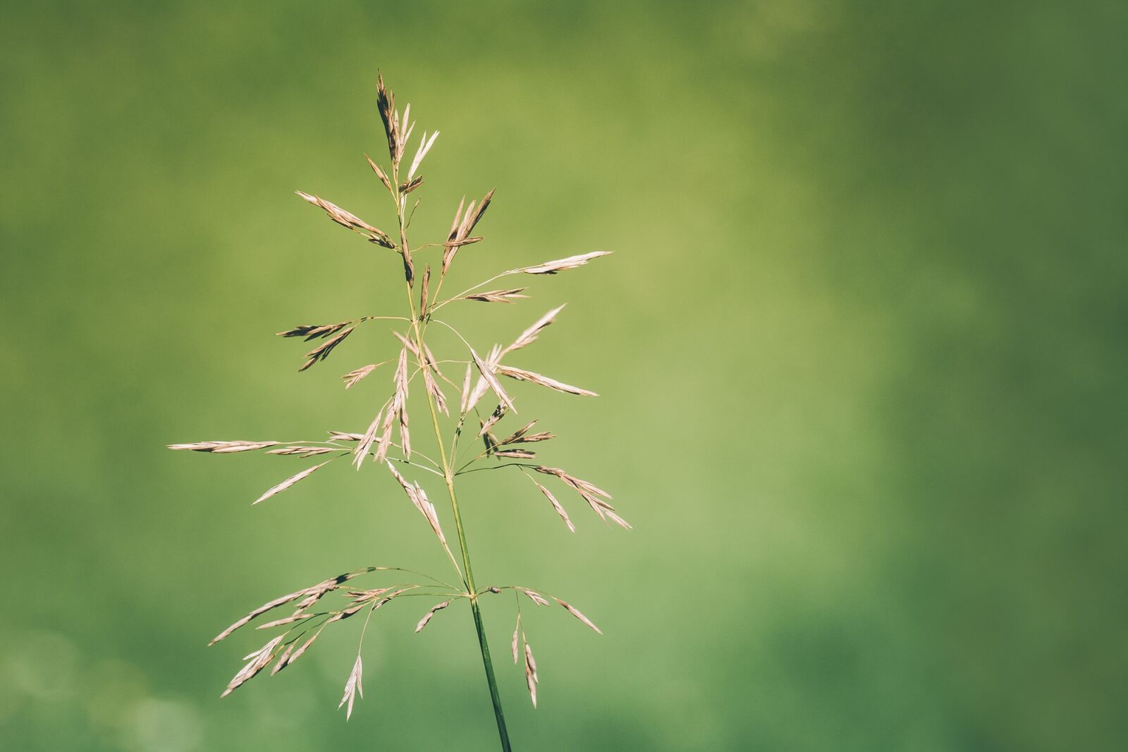 Nikon D7100 sample photo. Grass, nature, plant photography