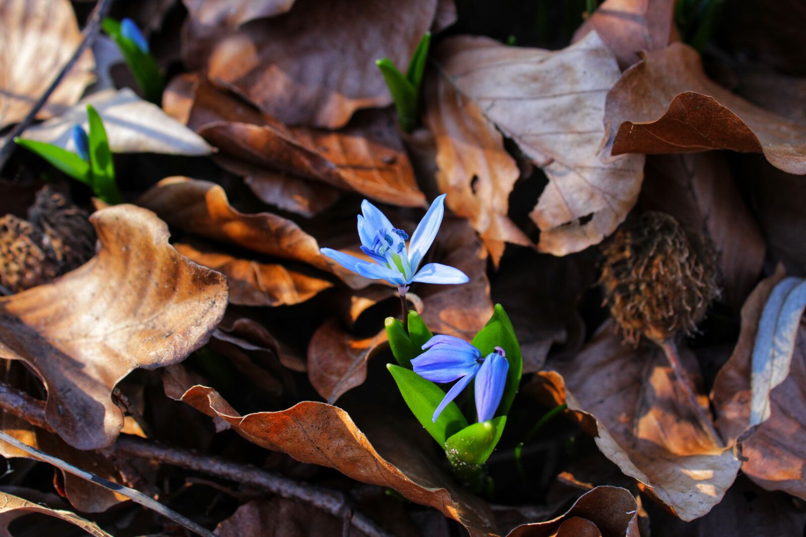 Canon EOS 2000D (EOS Rebel T7 / EOS Kiss X90 / EOS 1500D) sample photo. Blue star, scilla, blossom photography
