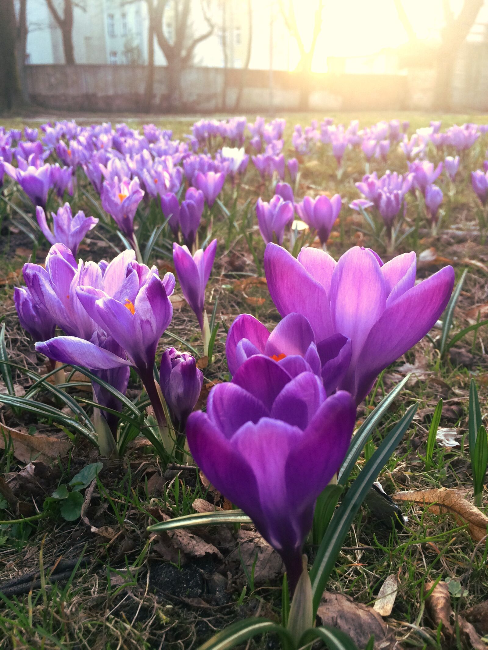 iPhone 5s back camera 4.15mm f/2.2 sample photo. Krokus, crocus, spring photography