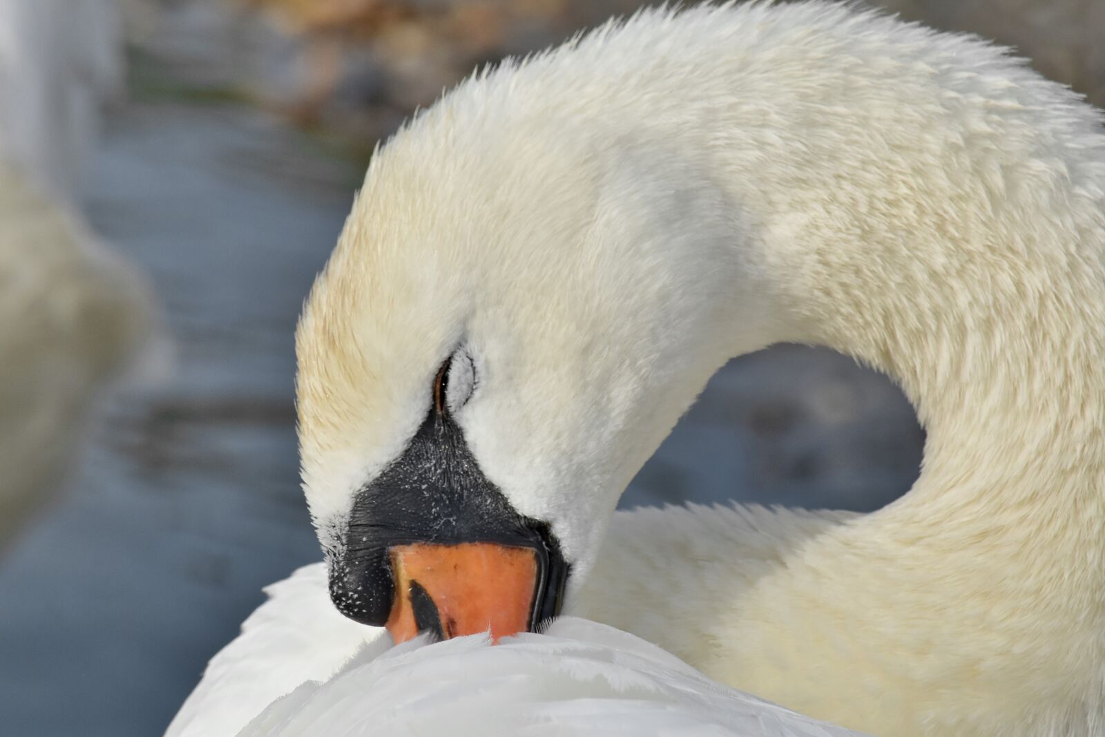 Nikon D5500 sample photo. Aquatic bird, beautiful, feather photography