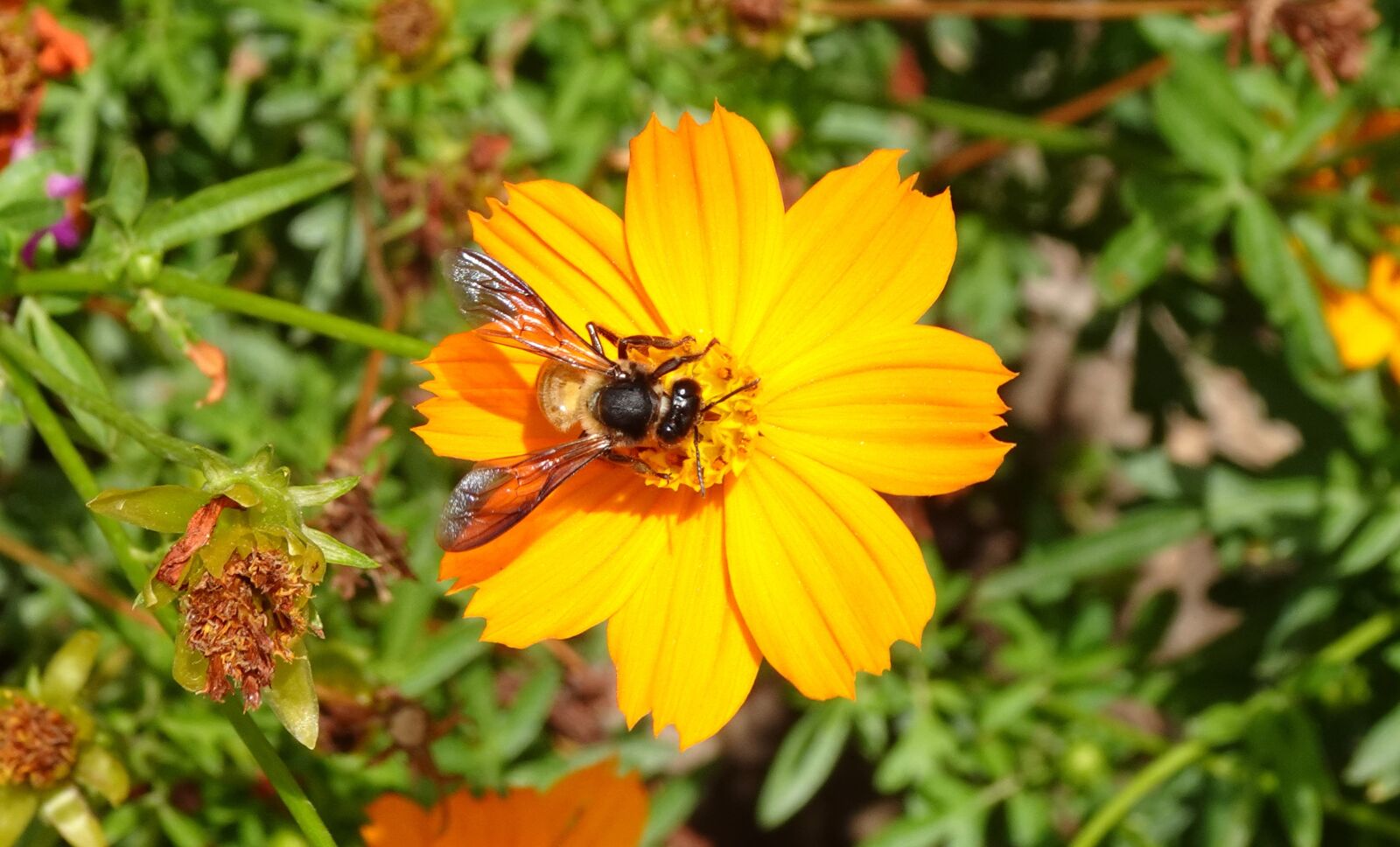 Sony DSC-WX800 sample photo. Flower, cosmos, orange photography