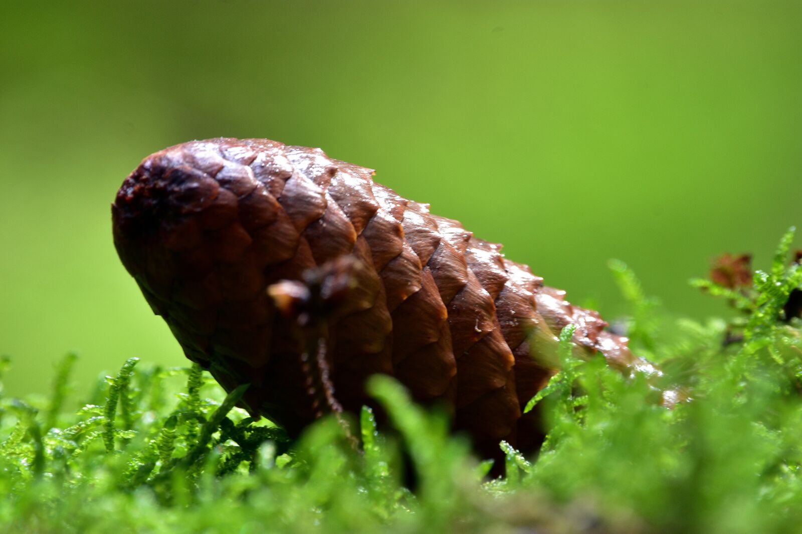 Nikon D3400 sample photo. Pine cone, grass, moss photography