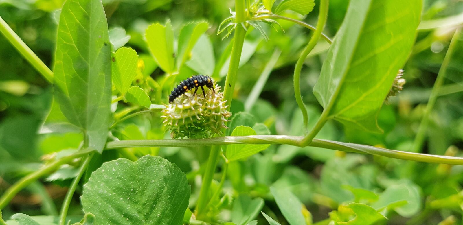 Samsung Galaxy S8 sample photo. Nature, leaf, flora photography