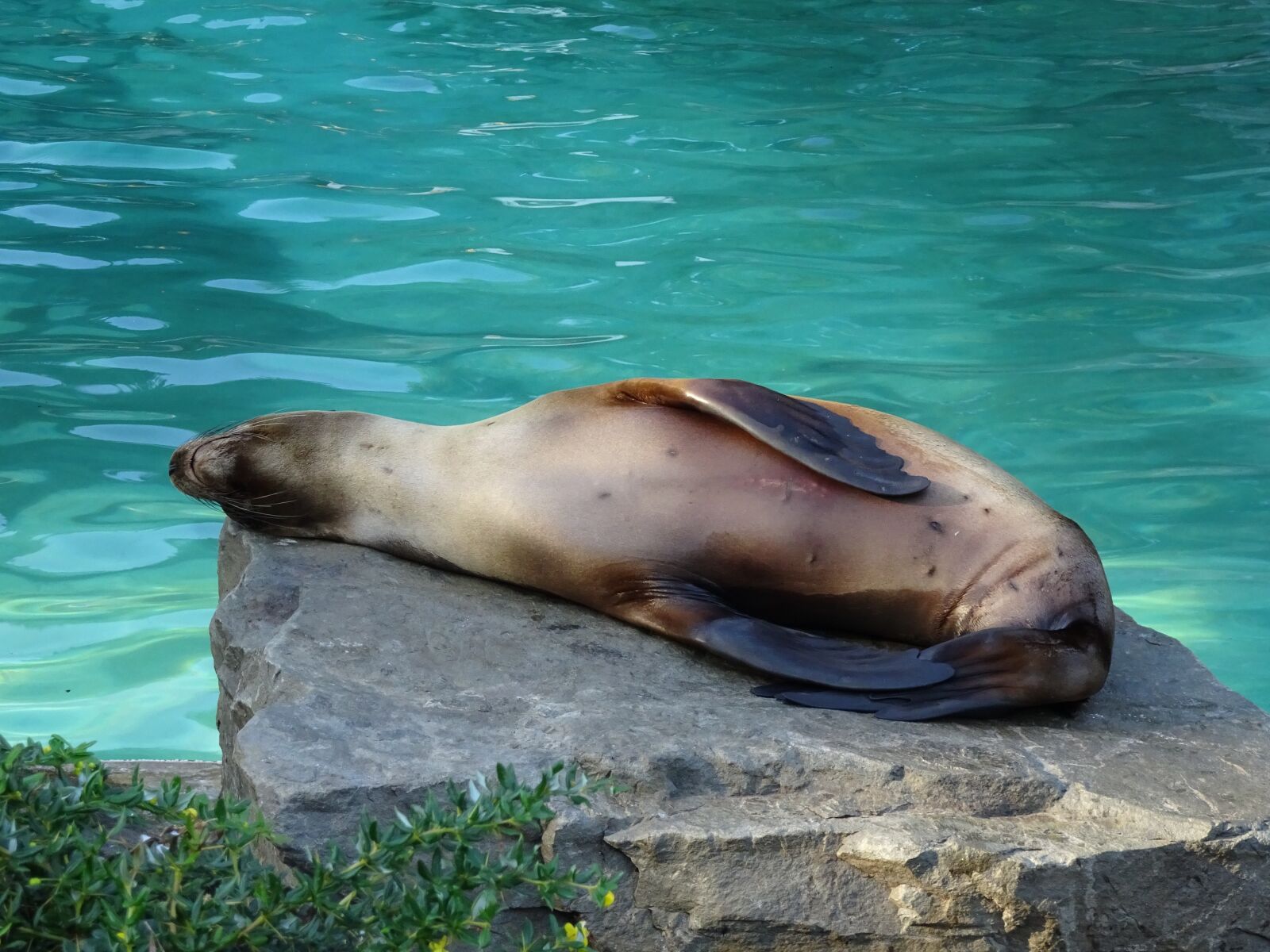 Sony Cyber-shot DSC-WX500 sample photo. Relaxed, sea lion, zoo photography