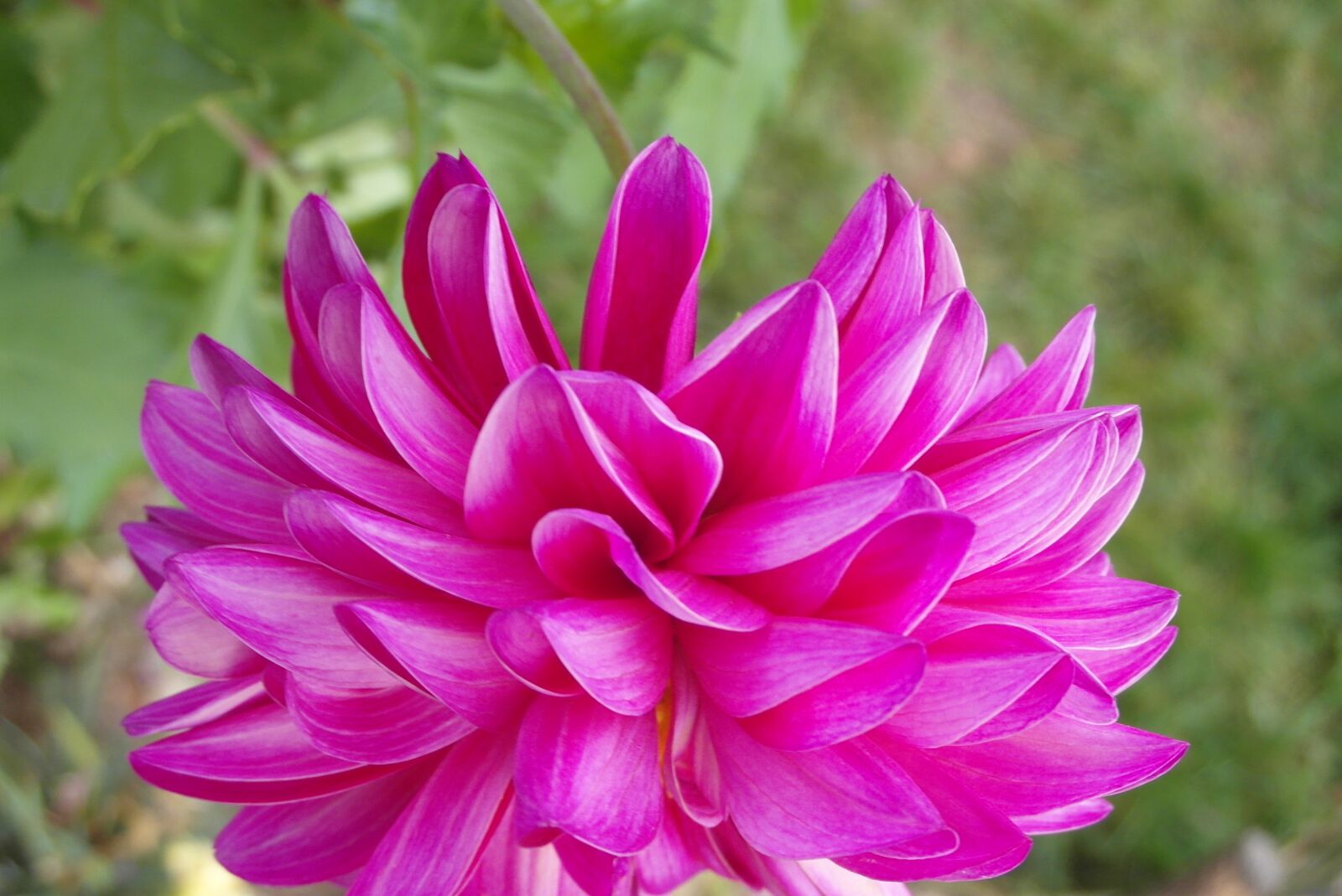 Samsung WB750 sample photo. Dalia, flower, garden photography
