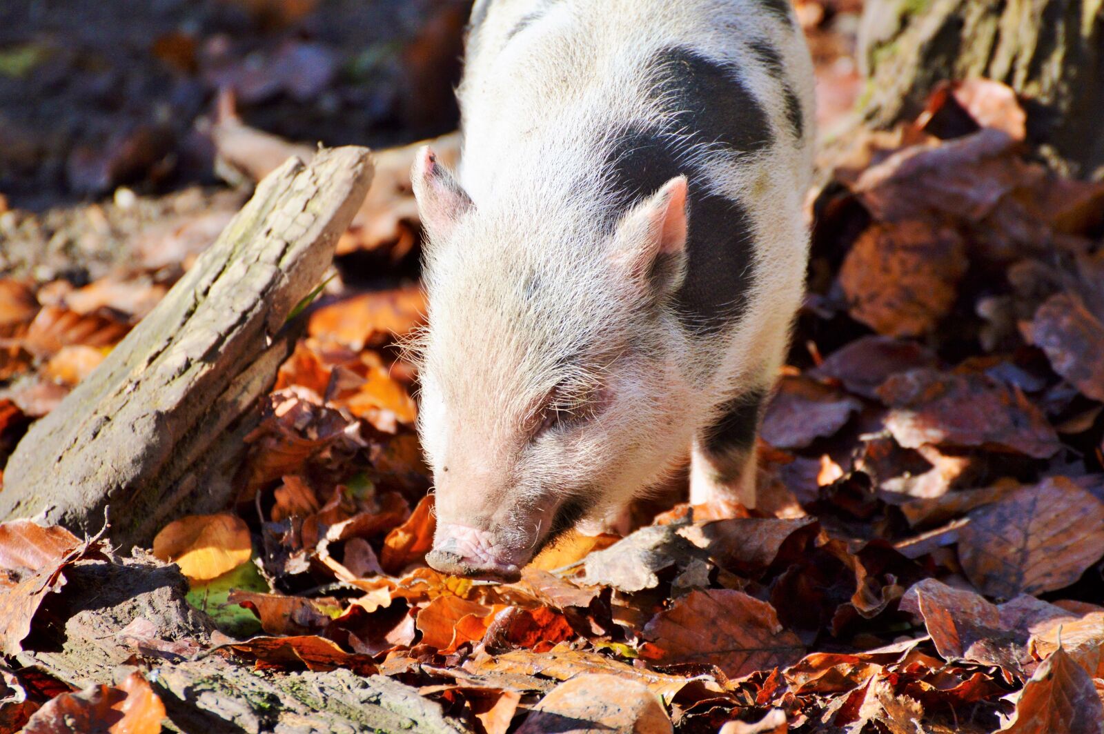 Nikon D3200 sample photo. Pot bellied pig, pig photography