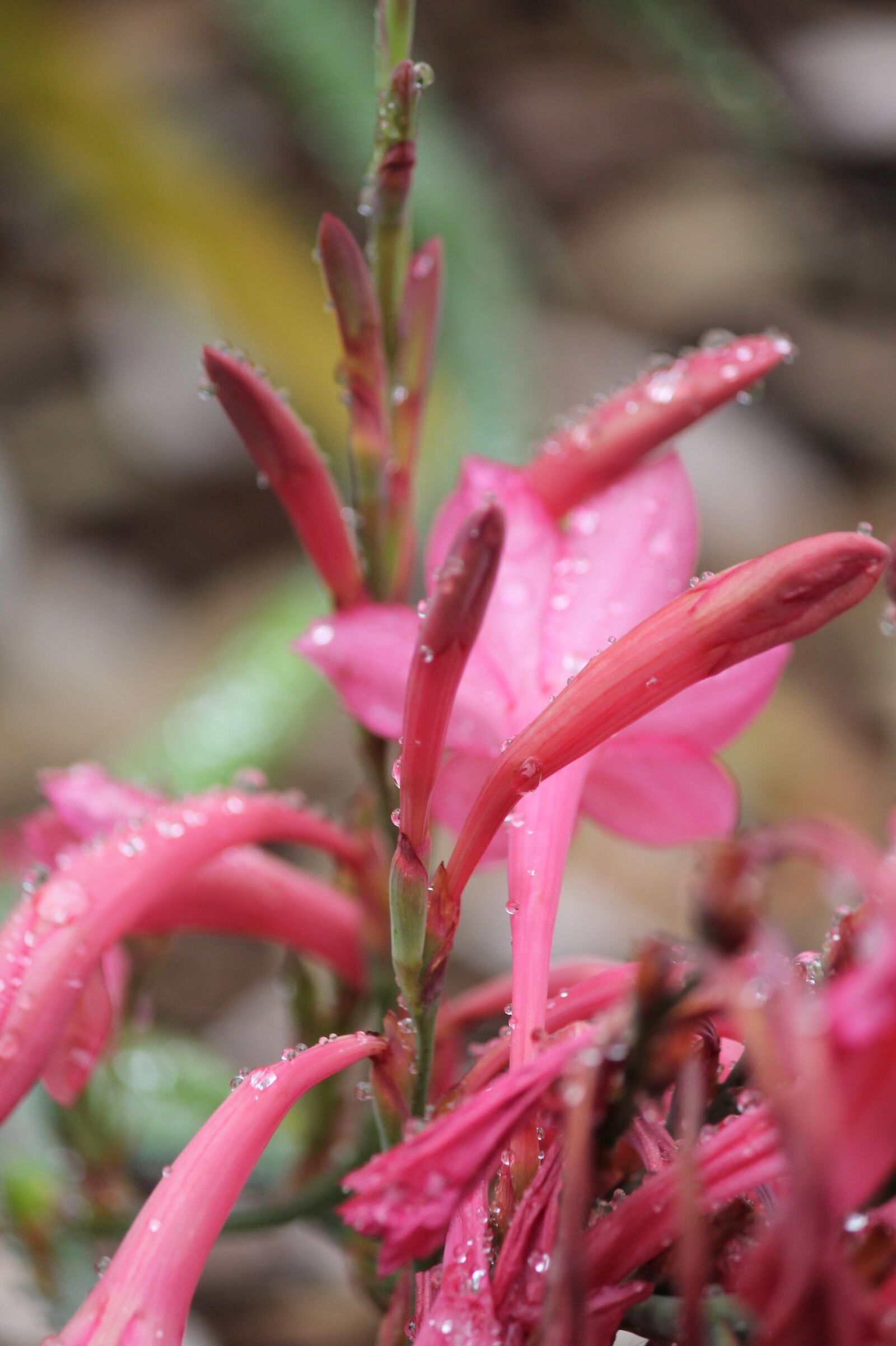 Canon EOS 1100D (EOS Rebel T3 / EOS Kiss X50) sample photo. Kangaroo paw, plant, flower photography