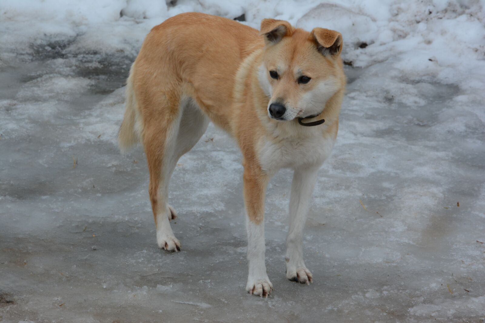 Nikon D7100 sample photo. Winter, dog, animal photography