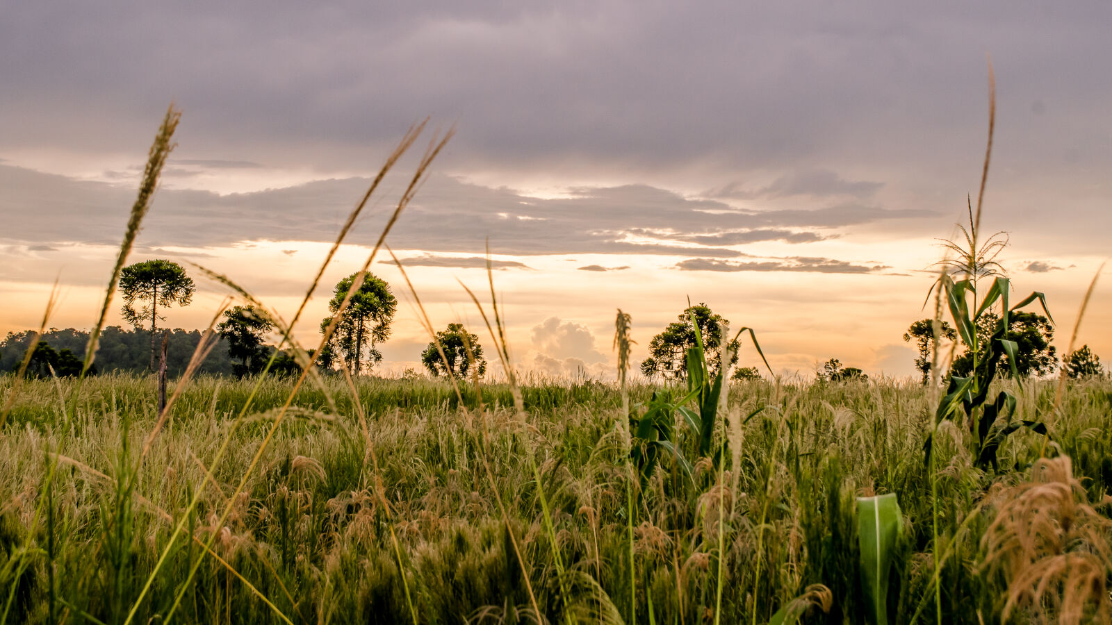 Nikon D5100 sample photo. Wheat, fields, during, golden photography