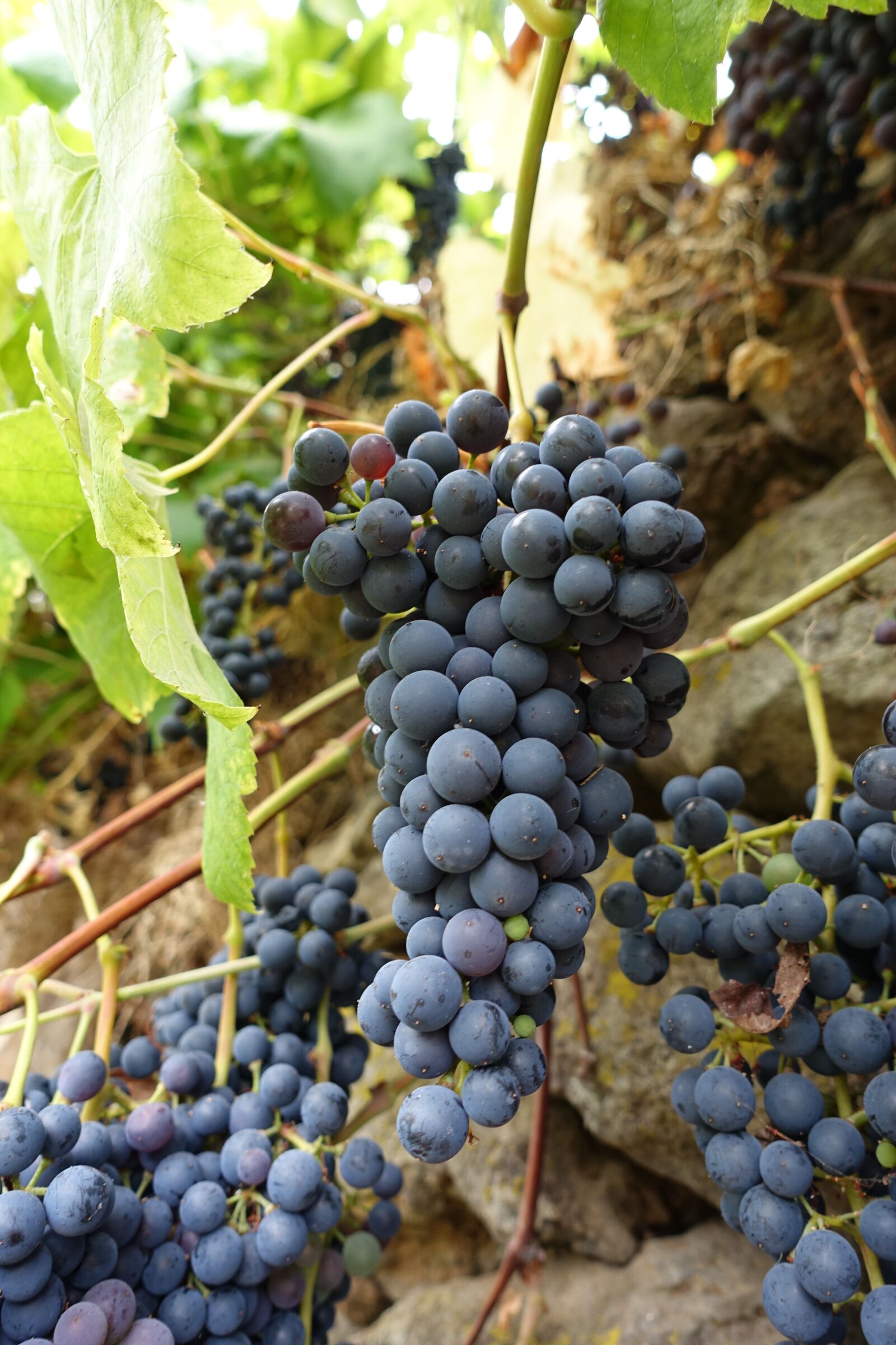 Sony Cyber-shot DSC-RX100 III sample photo. Macro, grapes, madeira photography