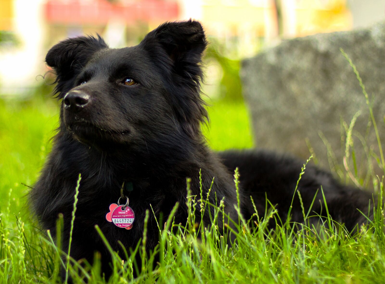 Canon EOS 1100D (EOS Rebel T3 / EOS Kiss X50) + Canon EF 50mm F1.8 STM sample photo. Dog, animal, nature photography
