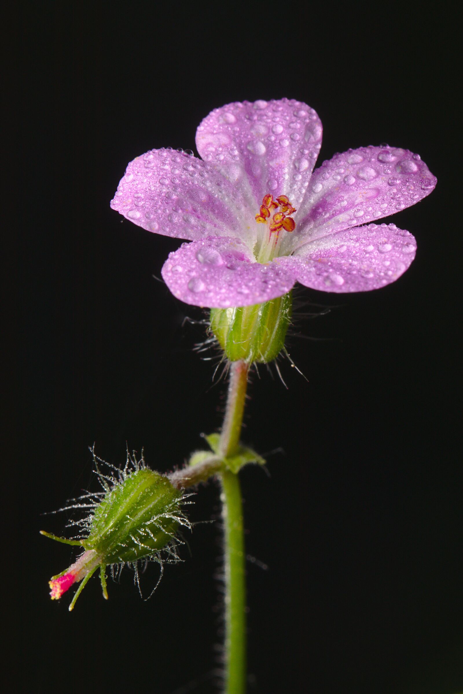 Canon EOS M5 sample photo. Cranesbill, dewdrop, macro photography