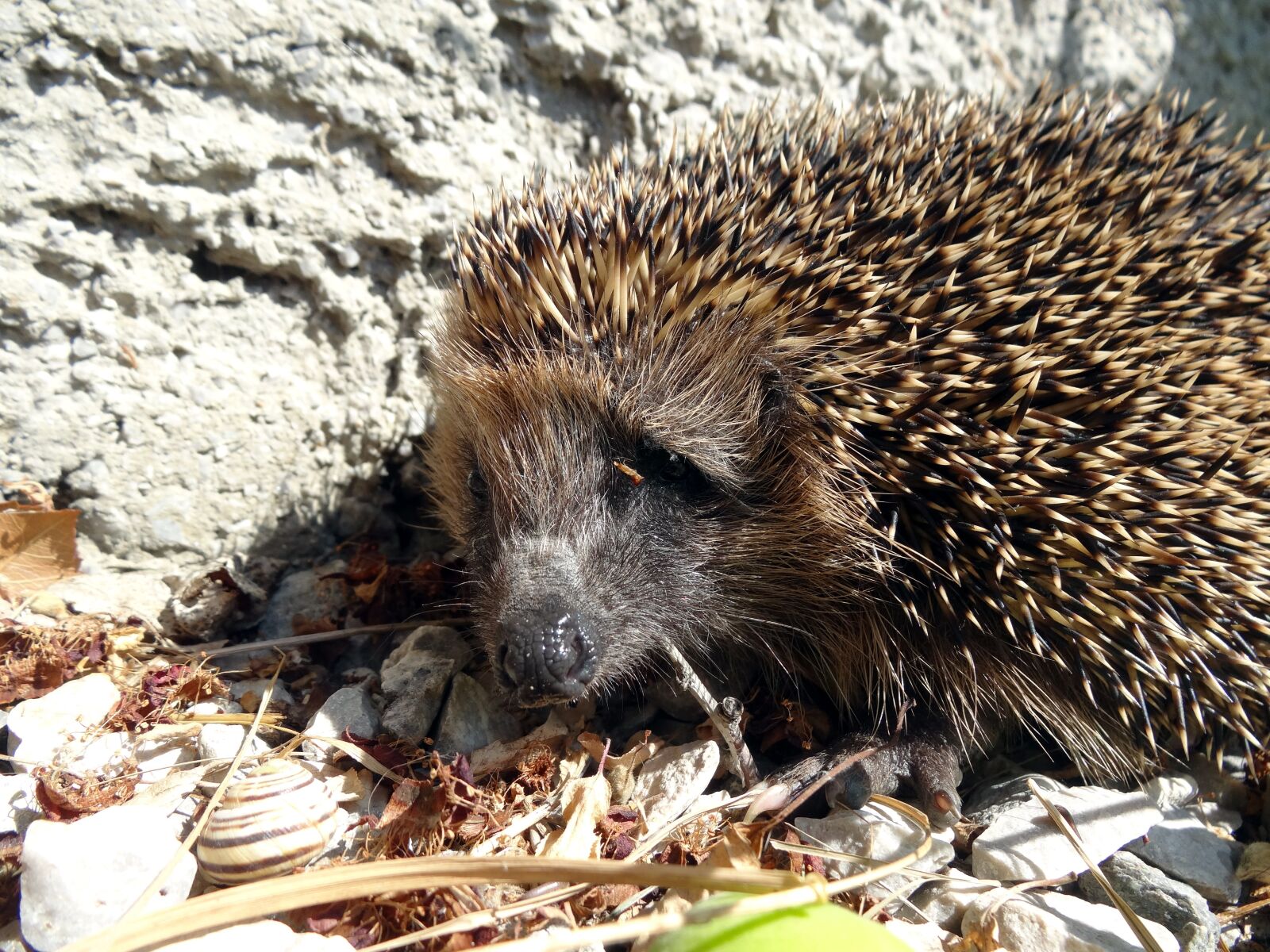 Sony Cyber-shot DSC-HX20V sample photo. Hedgehog, erinaceus europaeus, nocturnal photography
