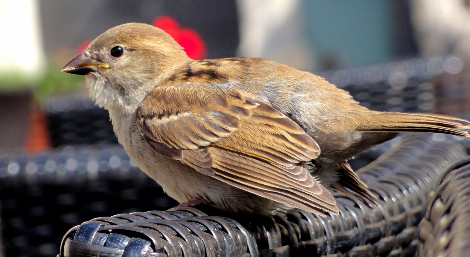 Sony DSC-HX5V sample photo. The sparrow, sparrow home photography