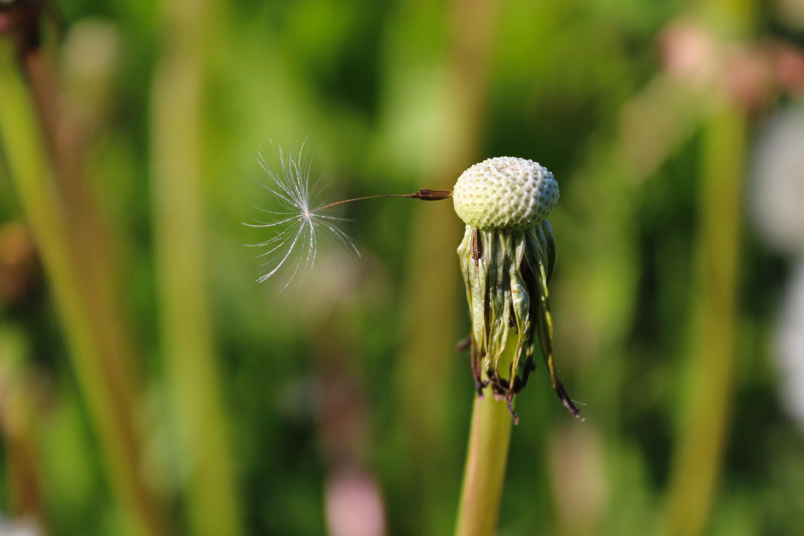 Canon EOS 100D (EOS Rebel SL1 / EOS Kiss X7) sample photo. Dandelion, flower, plant photography