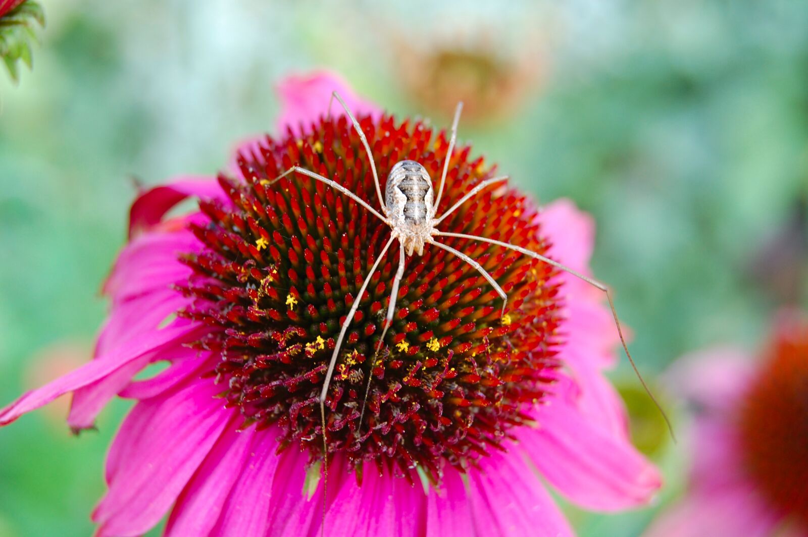 Nikon D40 sample photo. Flower, nature, plant photography