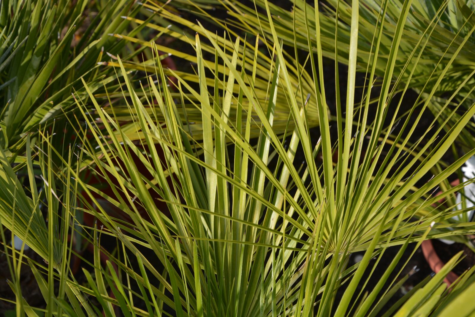 Nikon D5200 sample photo. Palm, green foliage, plant photography