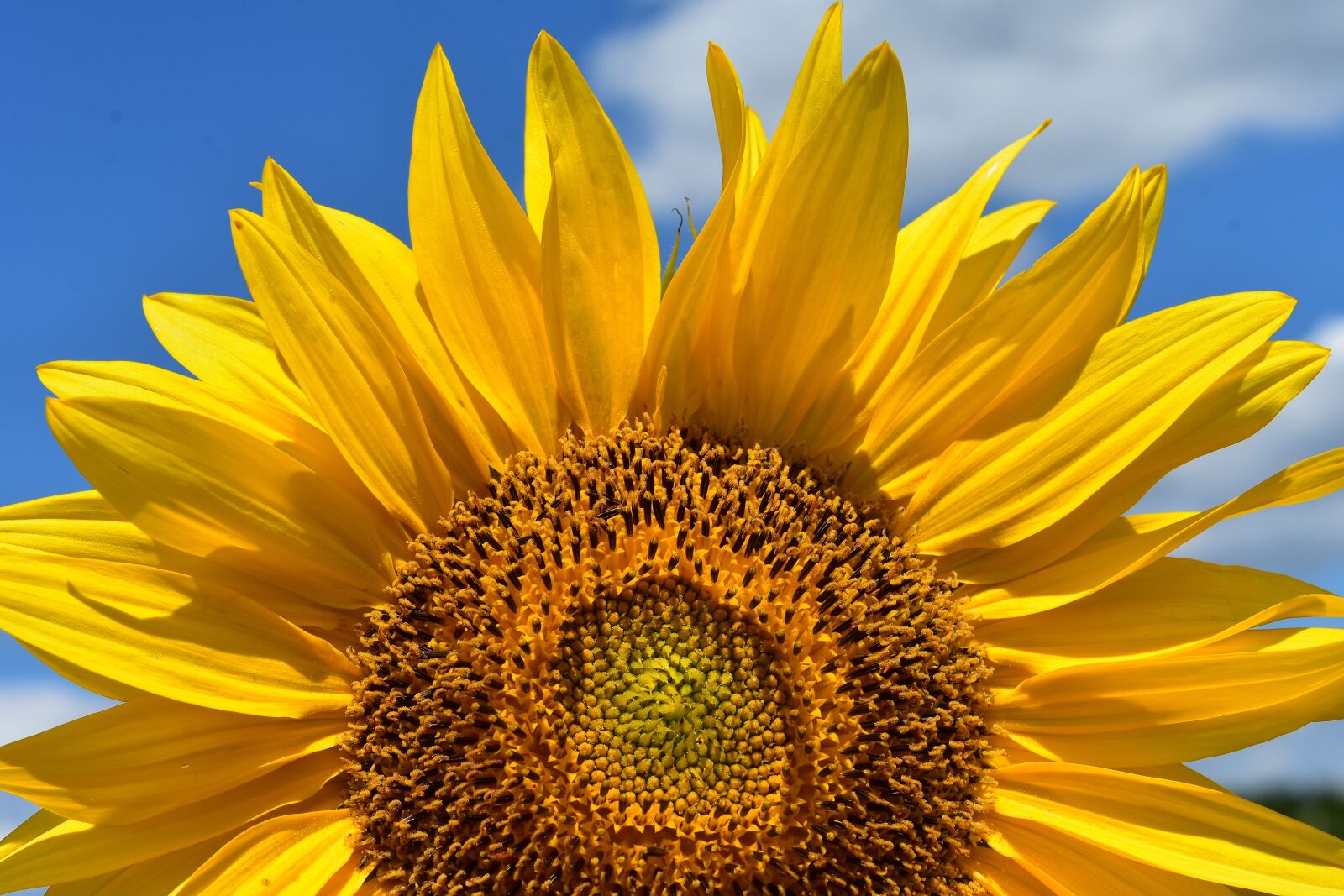 Nikon D7200 sample photo. Sunflower, summer, bright photography