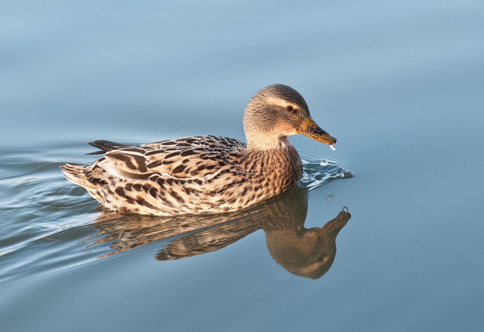 Nikon D300 sample photo. Duck, water, reflection photography