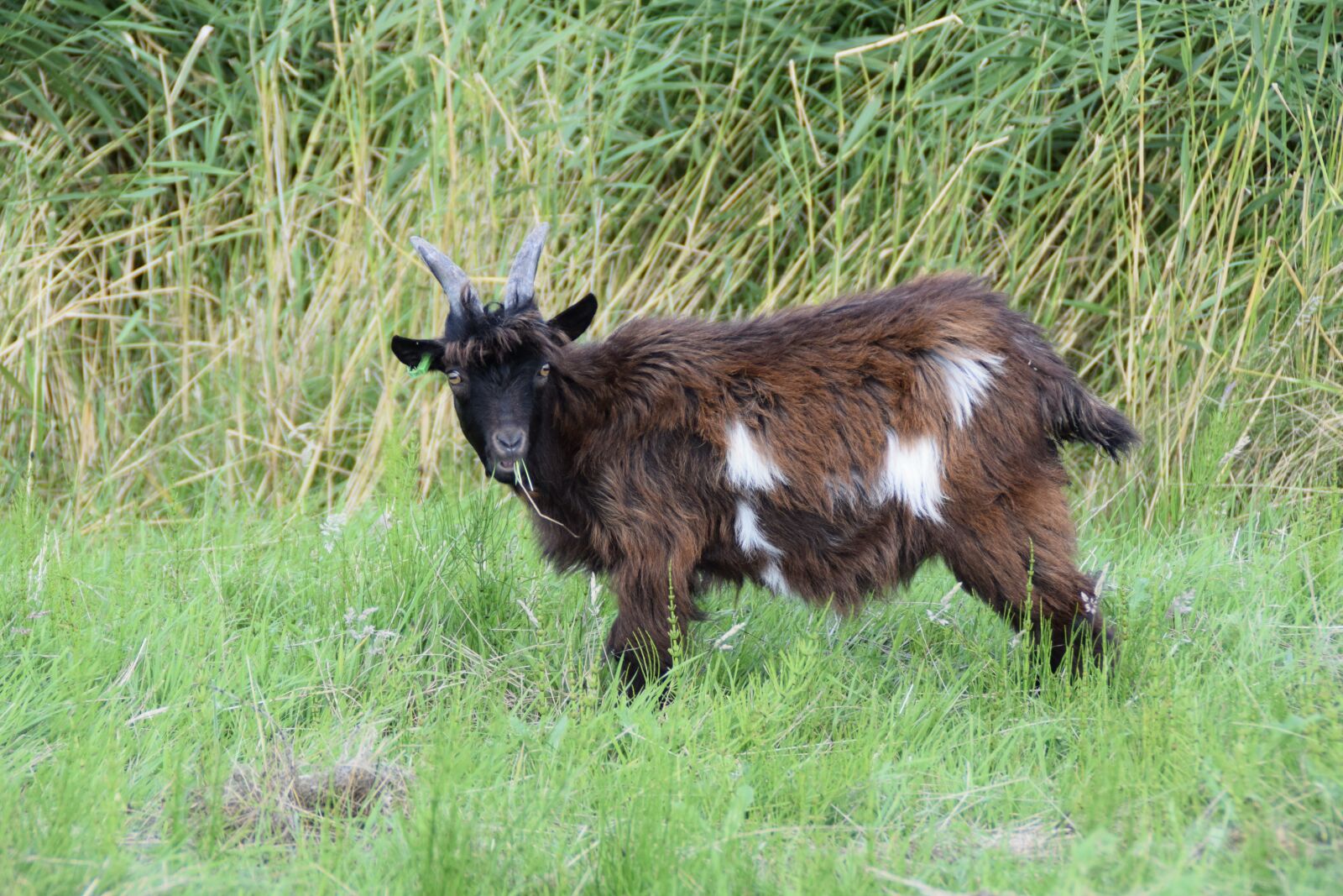 Nikon D3300 sample photo. Goat, goats, cattle photography