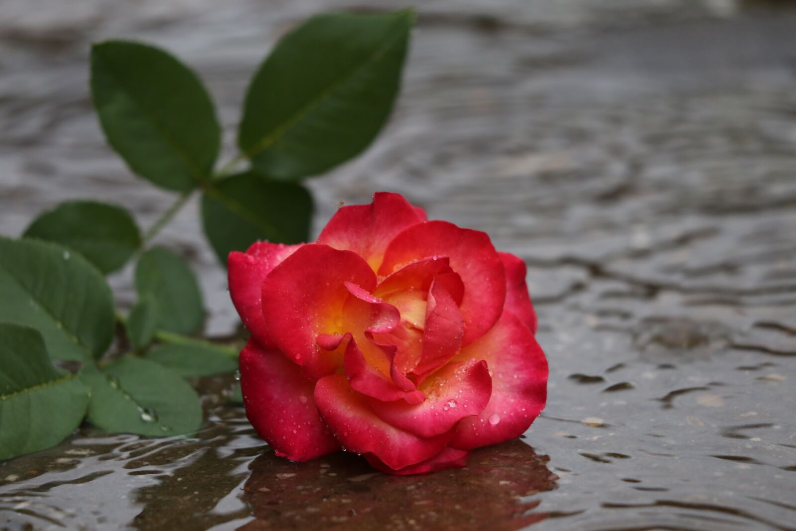 Canon EF 70-300 F4-5.6 IS II USM sample photo. Red yellow rose in photography