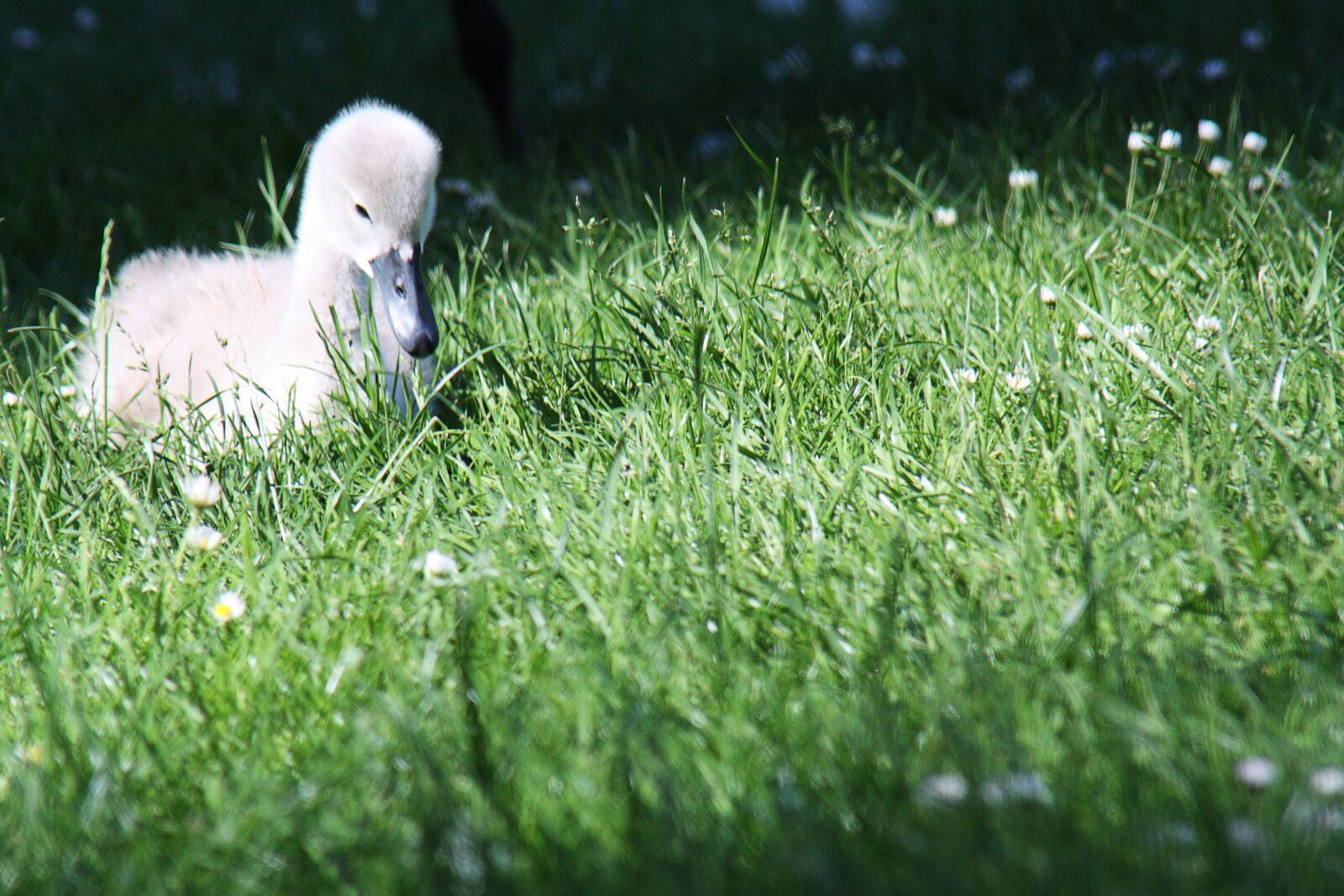 Canon EOS 450D (EOS Rebel XSi / EOS Kiss X2) sample photo. Swan baby, young animal photography