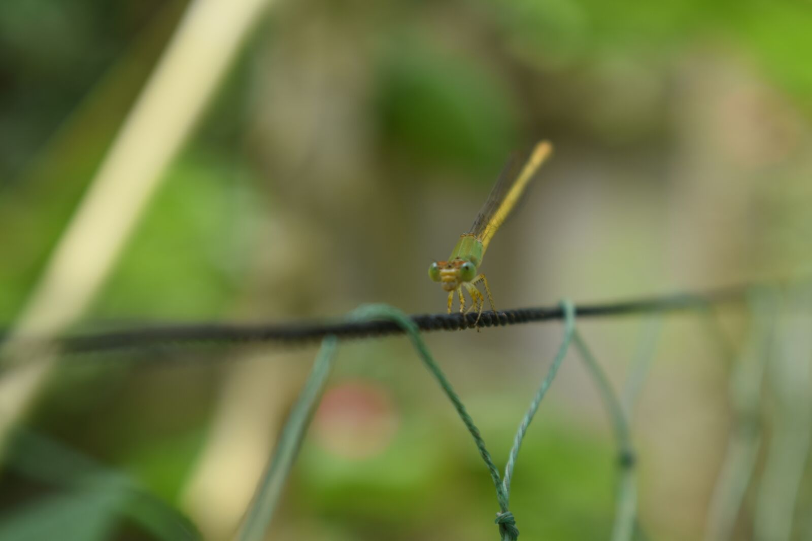 Nikon D5600 sample photo. Natural, butterfly, outdoor photography