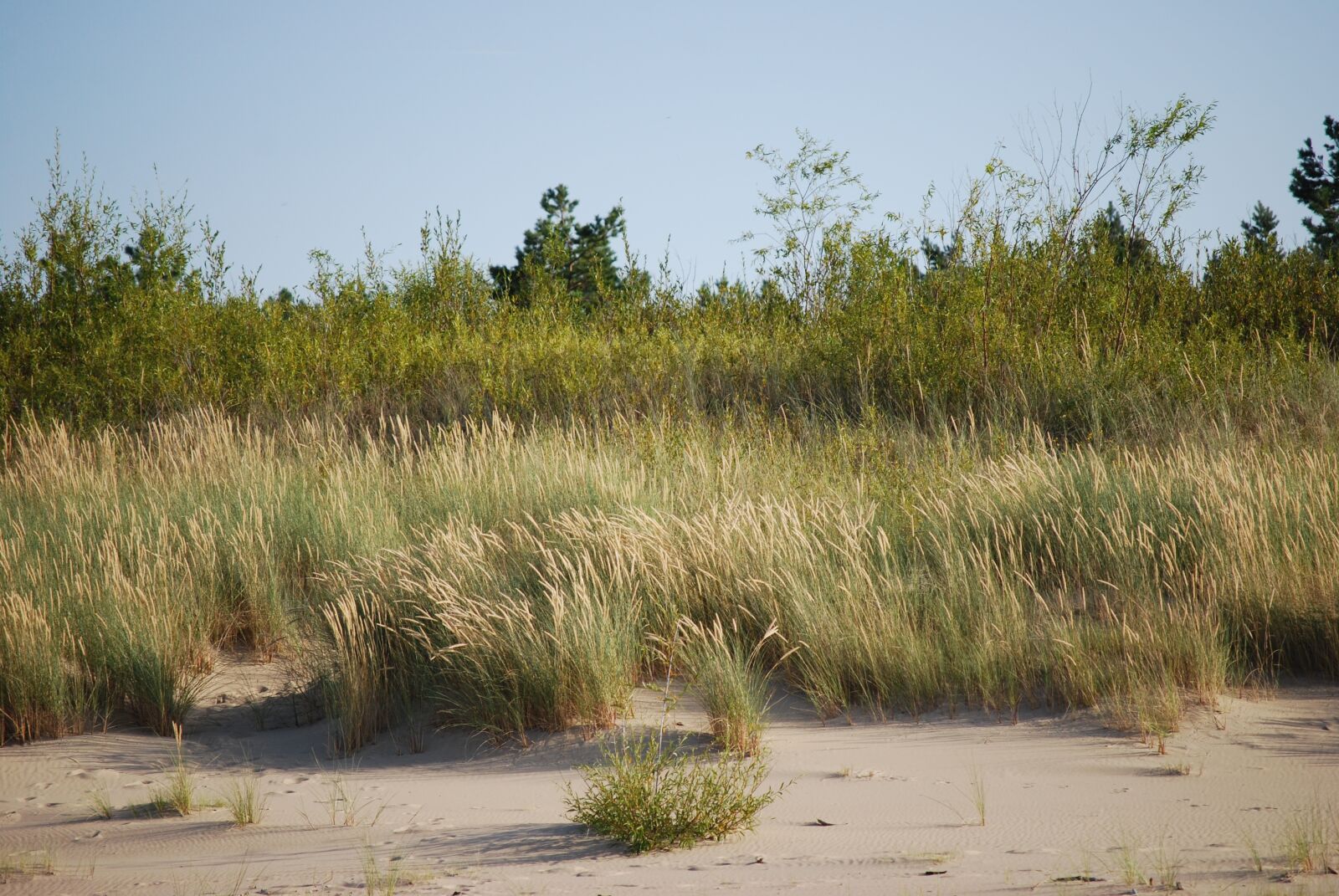 Nikon D40X sample photo. Grass, sea, beach photography