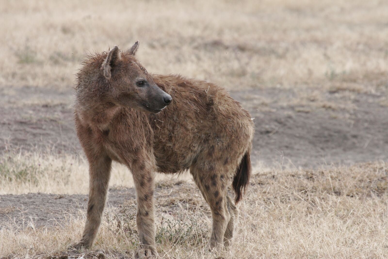 Canon EOS 20D sample photo. Hyena, africa, serengeti photography