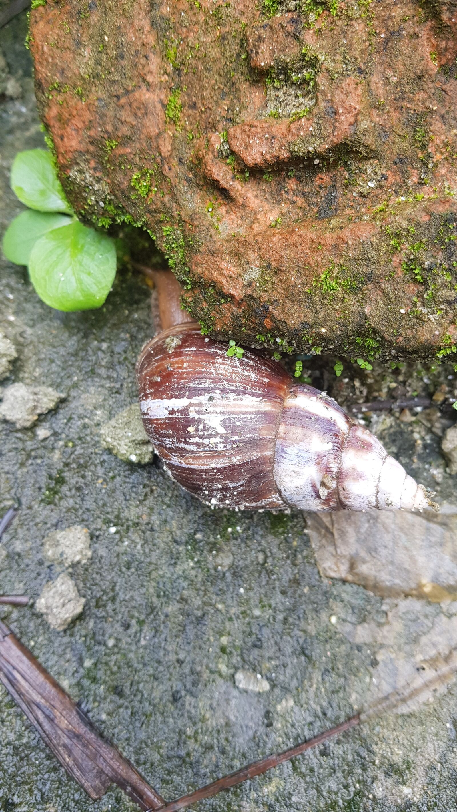 Samsung Galaxy S8+ sample photo. Snails, indian snails, india photography