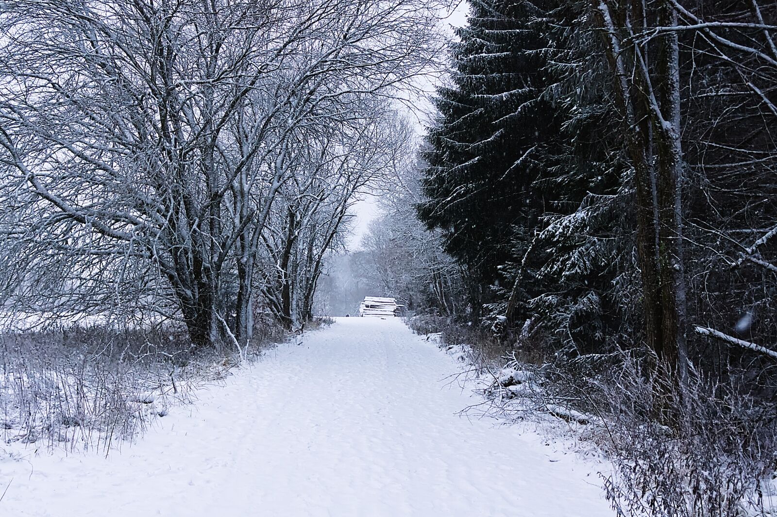 Canon EOS 450D (EOS Rebel XSi / EOS Kiss X2) sample photo. Winter, landscape, snow photography