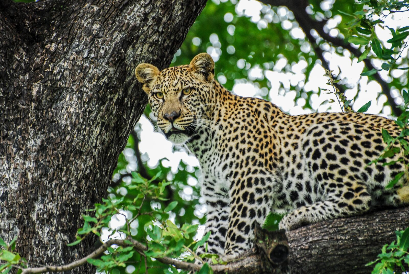 Nikon D80 sample photo. Leopard, big cats, cat photography