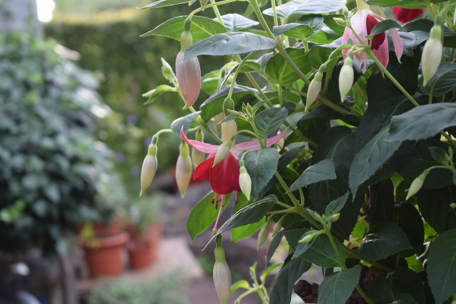 Nikon D3300 sample photo. Fuchsia, garden, flowers photography