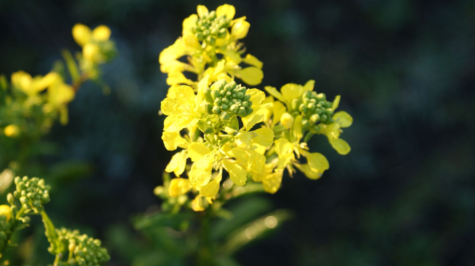 Sony Alpha DSLR-A350 sample photo. Rape or colza seeds photography