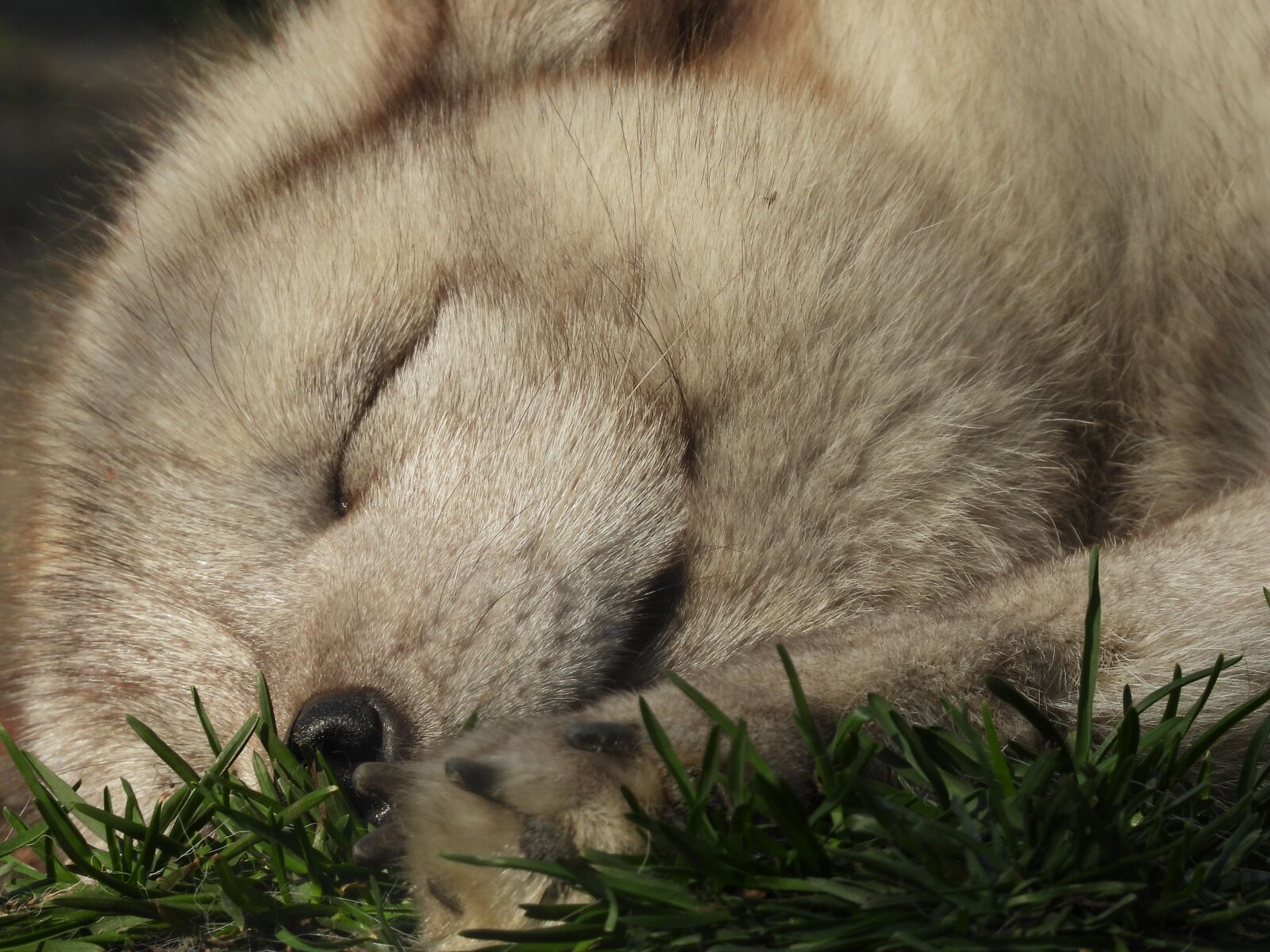 Nikon Coolpix P1000 sample photo. Fox, mammal, puppy photography