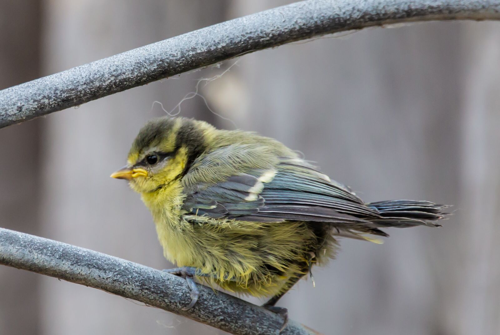 Canon EOS 5D Mark III + 150-600mm F5-6.3 DG OS HSM | Contemporary 015 sample photo. Fledgling blue tit, baby photography