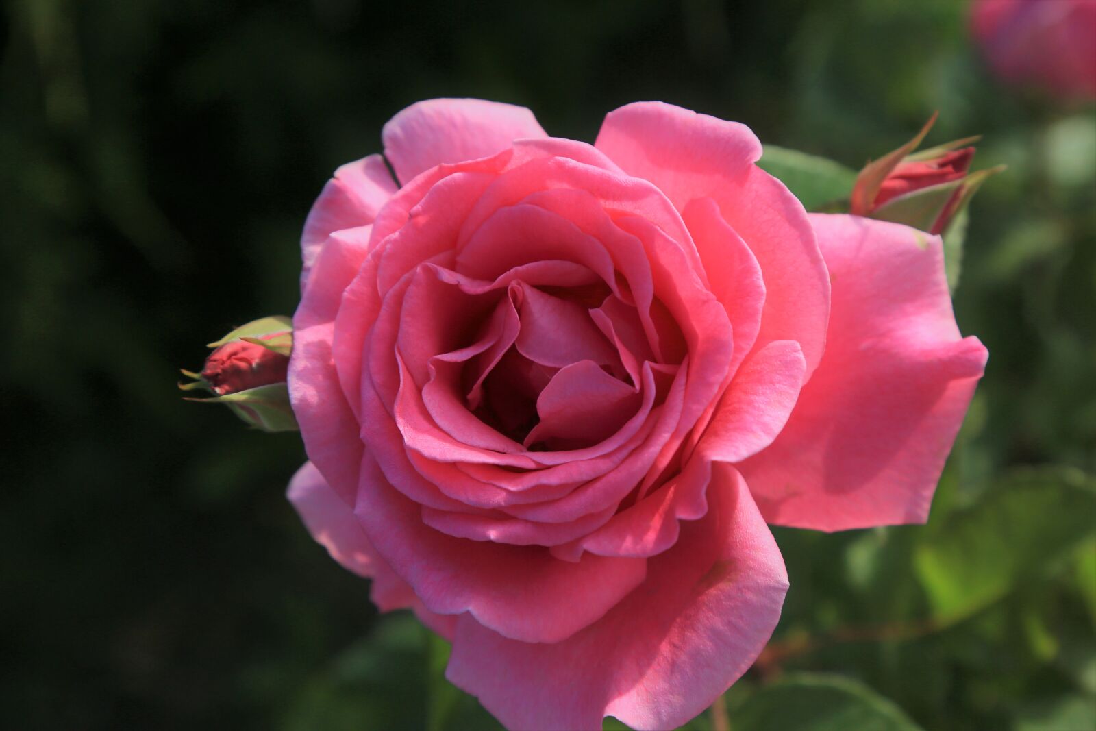 Canon EF 24-105mm F4L IS USM sample photo. Rose, nature, spring photography