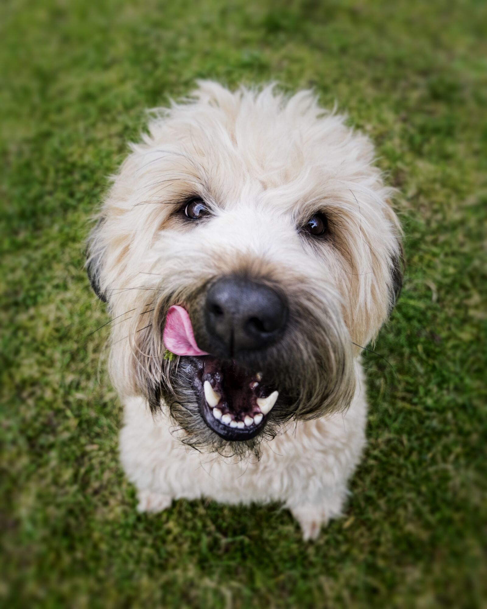 Fujifilm XC 16-50mm F3.5-5.6 OIS II sample photo. Dog, face, tongue photography
