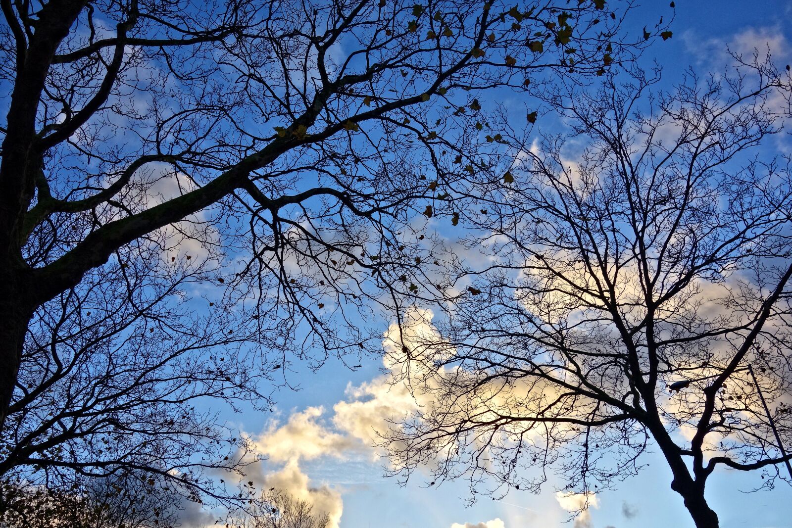 Sony Cyber-shot DSC-RX100 sample photo. Tree, tree tops, branch photography
