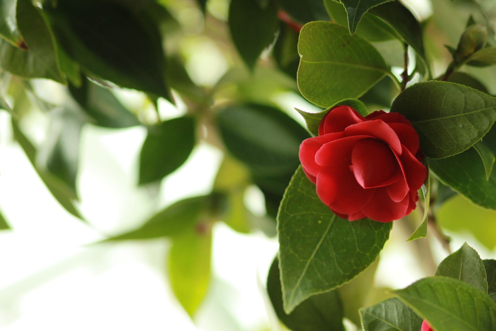 Canon EOS 500D (EOS Rebel T1i / EOS Kiss X3) sample photo. Noel online gift shop photography