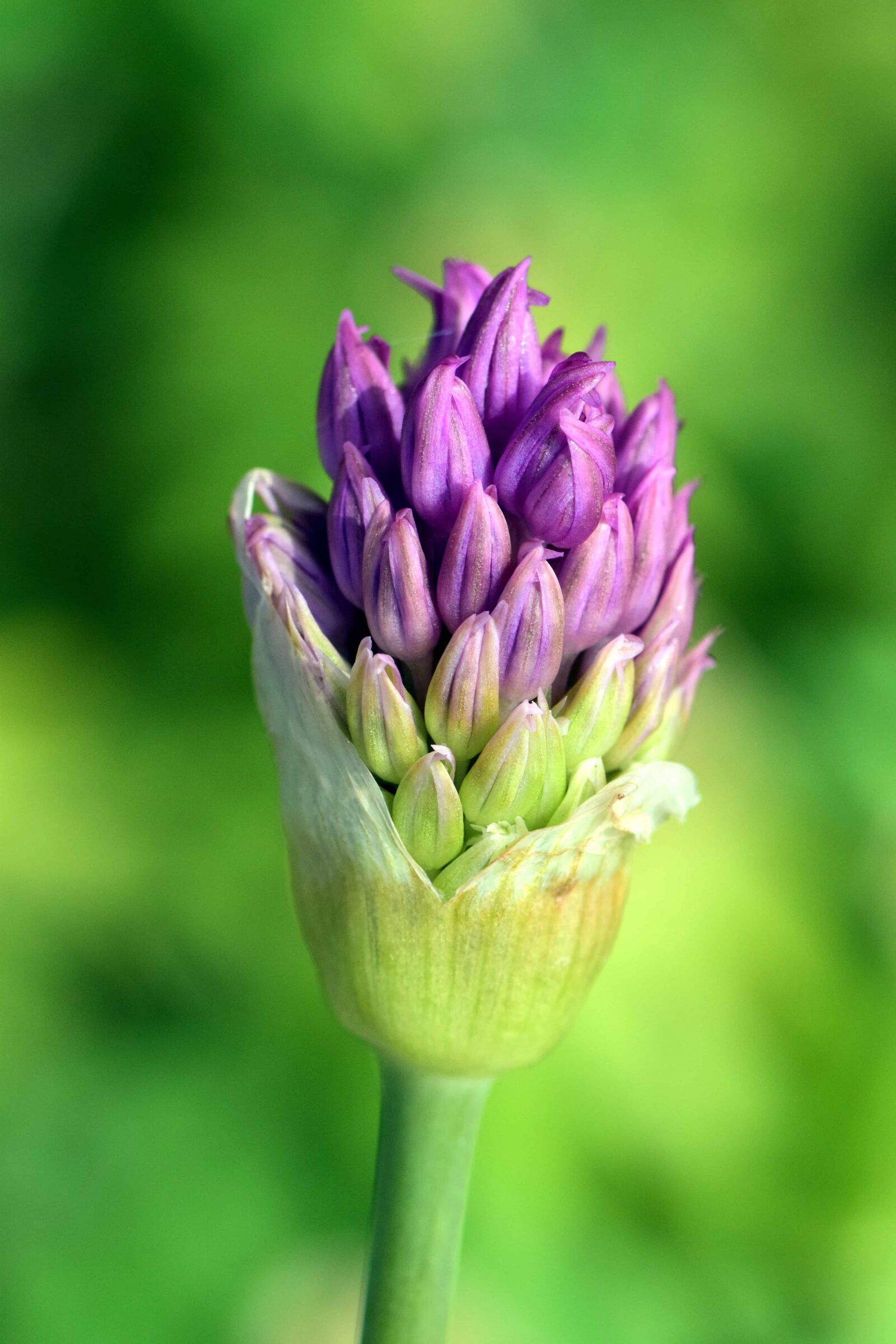 Nikon D3300 sample photo. Flora, summer, leaf, wildflower photography