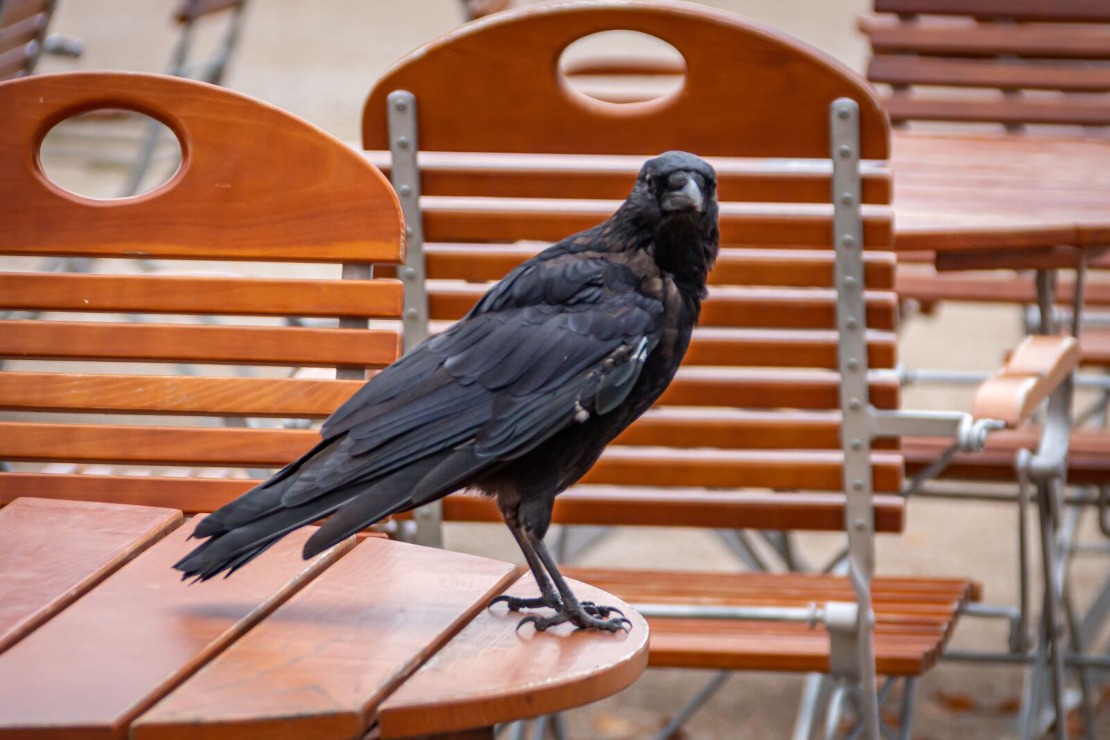 Canon EOS 650D (EOS Rebel T4i / EOS Kiss X6i) sample photo. Raven, animal, bird photography