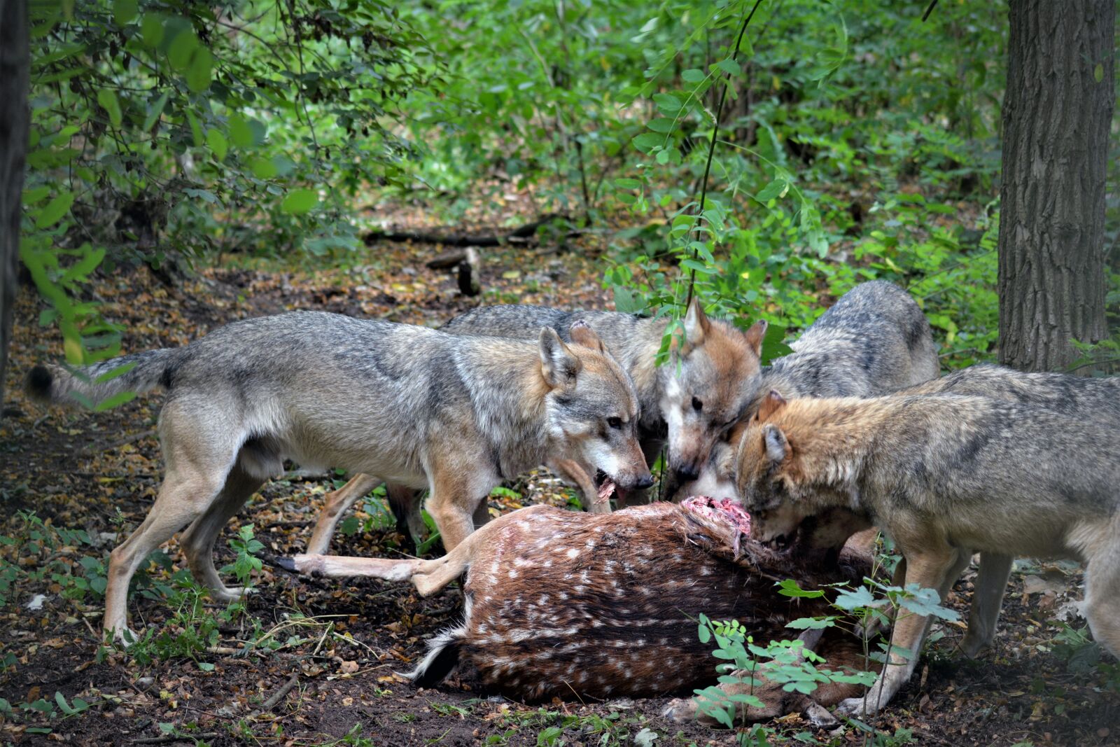 Nikon D5200 sample photo. Wolf, close up, forest photography