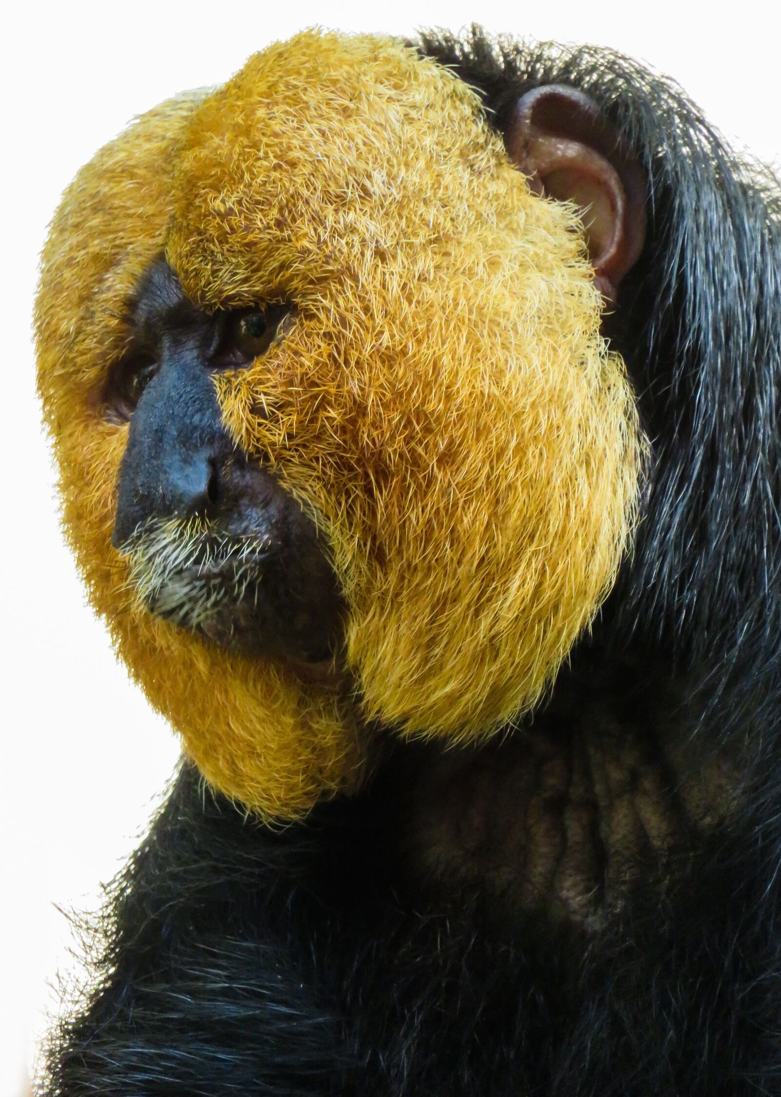Canon PowerShot SX710 HS sample photo. Animal, monkey, saki photography