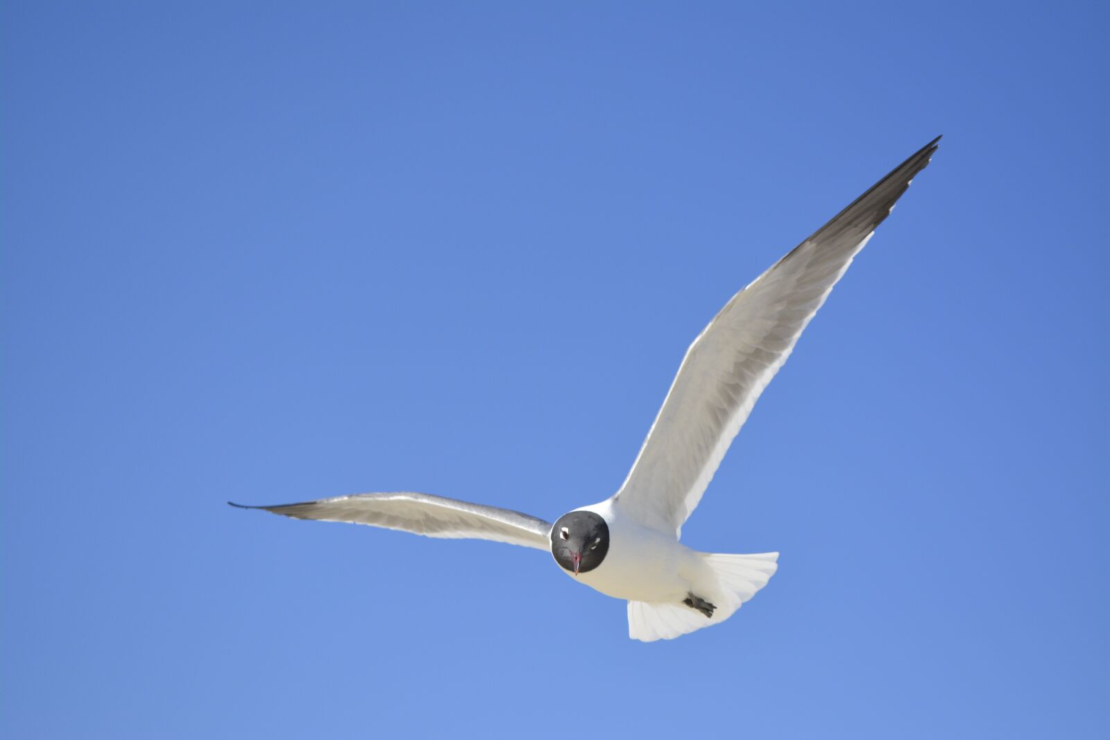 Nikon D5200 sample photo. Seagull, north carolina, crystal photography